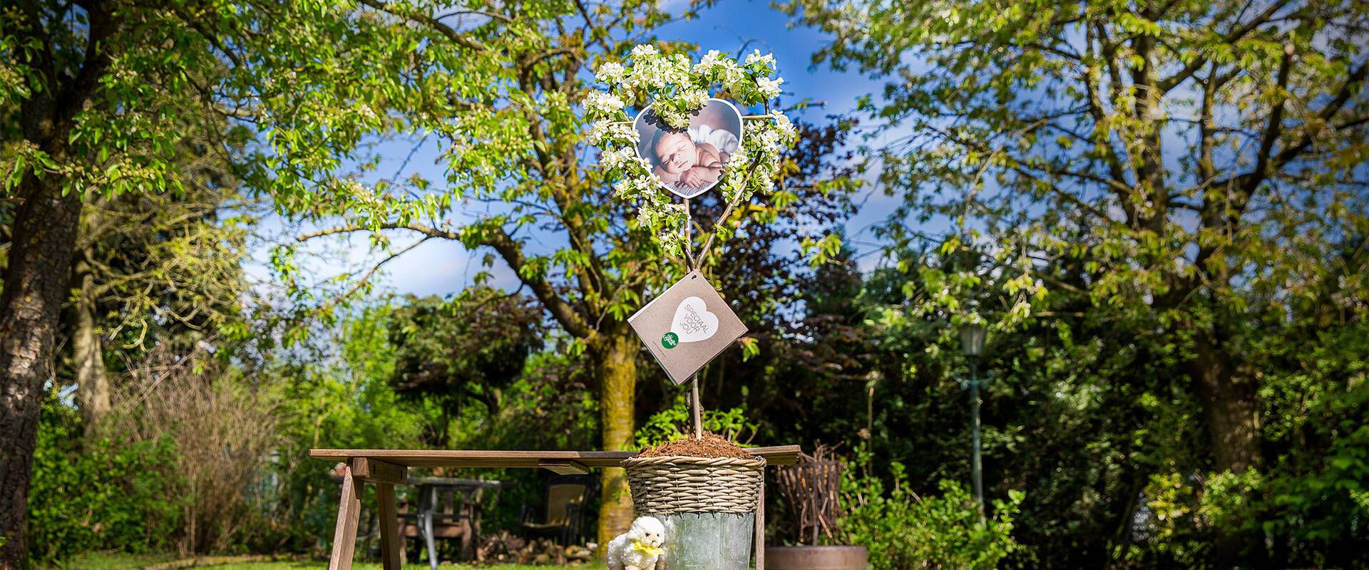 De Hartjesboom is hét geschenk om te geven bij bijzondere gebeurtenissen.